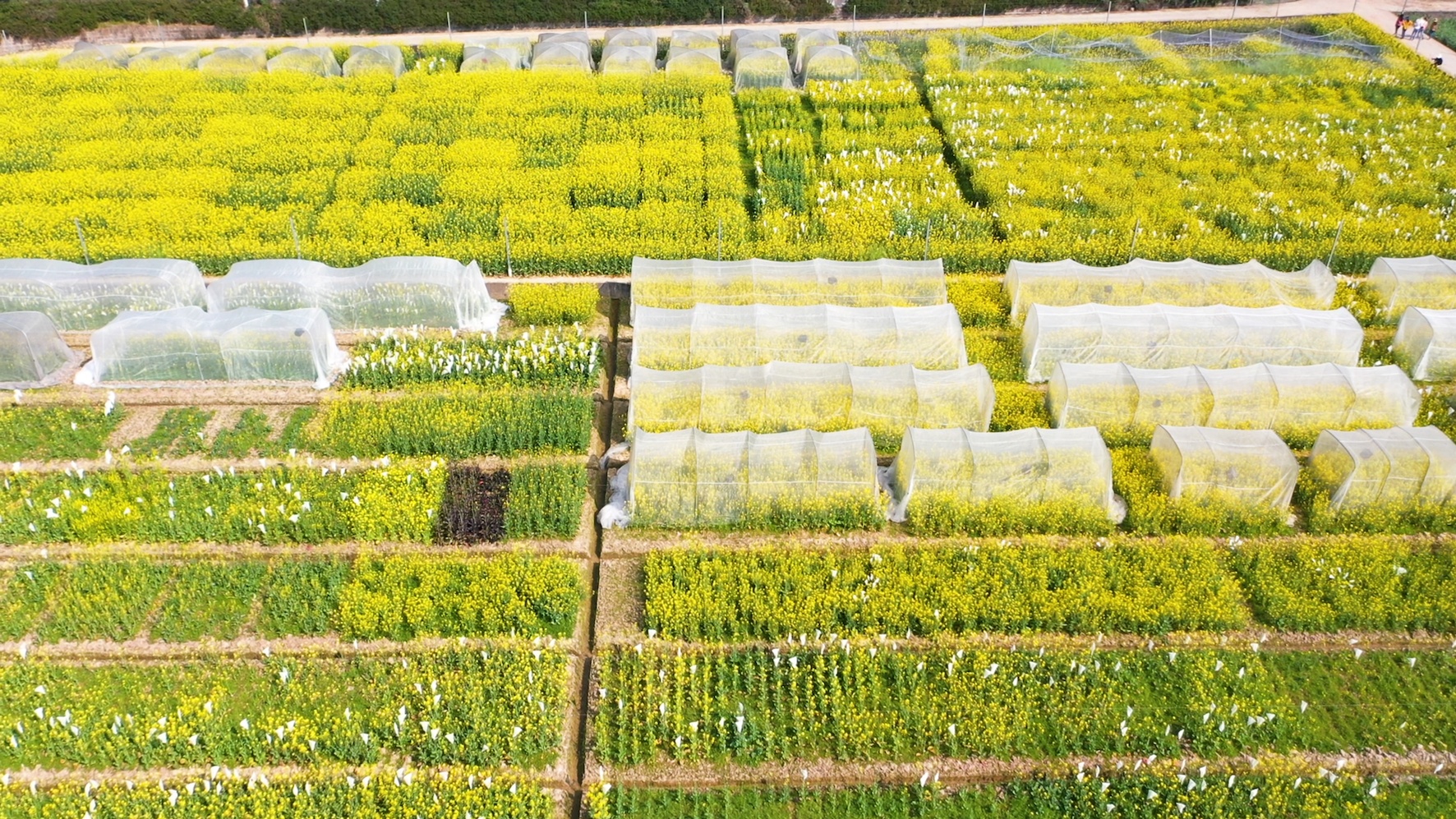 重庆油菜花基地图片