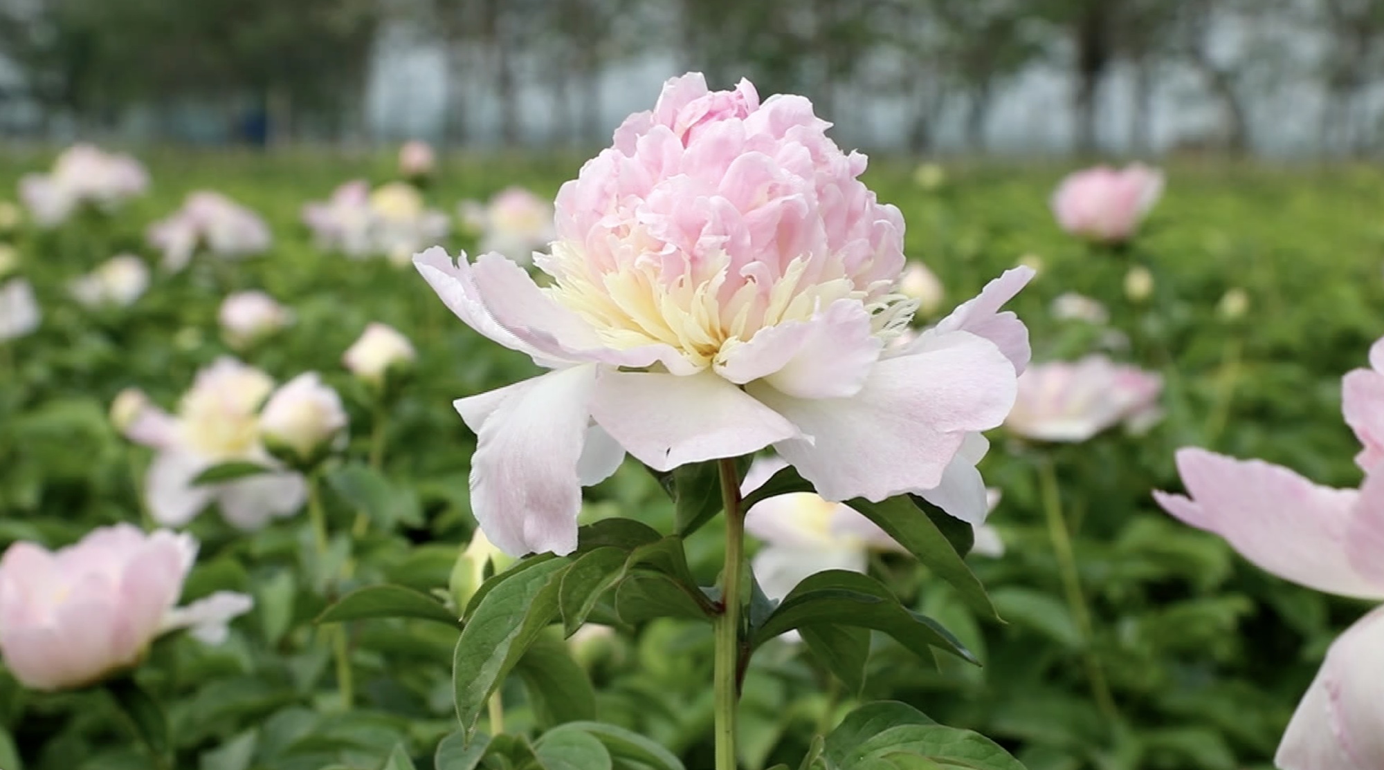 最受欢迎芍药切花品种图片