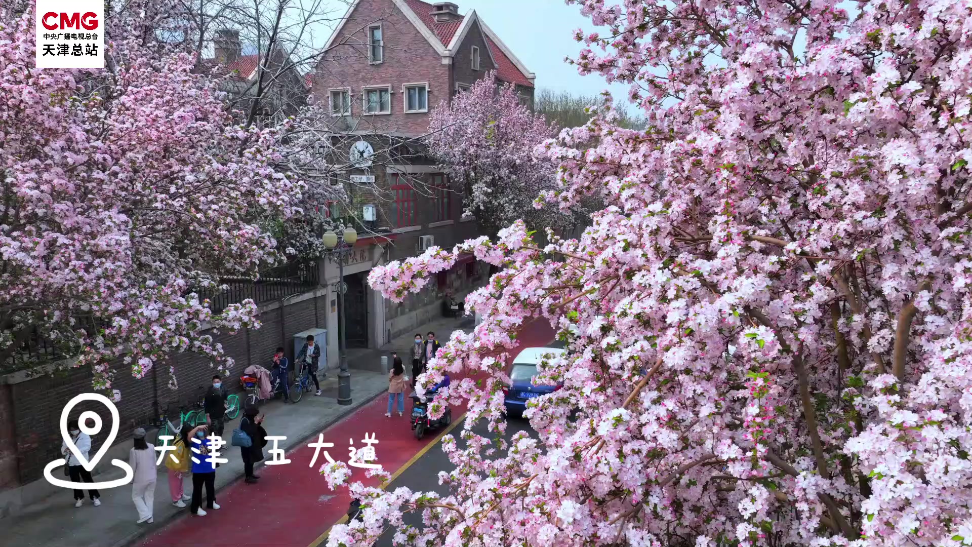 天津五大道海棠花海图片